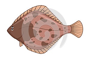 European flounder fish on a white background