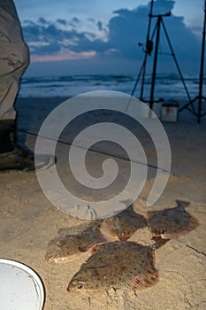 European flounder or Platichthys flesus