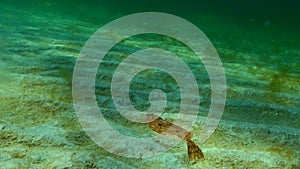 European flounder Platichthys flesus luscus floats in the water column. Black Sea. Ukraine.