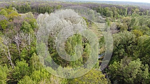 European forest, aerial view. Forest landscape in spring