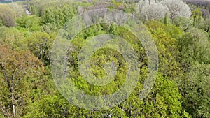 European forest, aerial view. Forest landscape in spring.