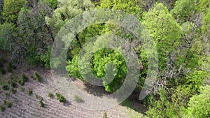 European forest, aerial view. Forest landscape in spring.