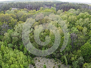 European forest, aerial view. Forest landscape in spring
