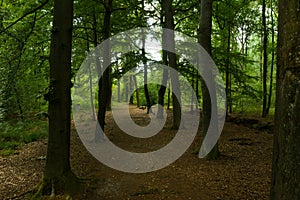 An European forest with many oak trees covered in bright green lush leaves in summer time