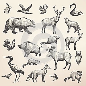 European forrest wild animals collection