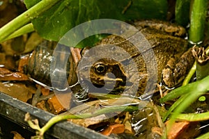 European Frog, Rana temporaria, real poser in my garden pond in the marsh marigolds