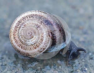 European Garden Snail