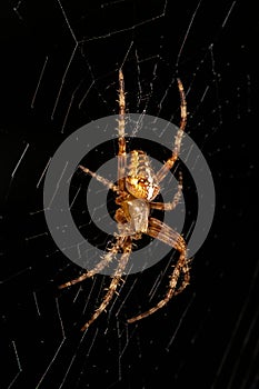 European Garden Spider