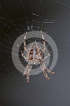 European garden spider