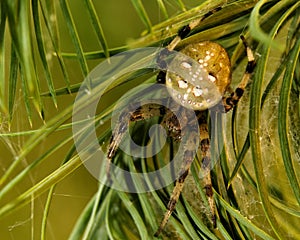 European garden spider