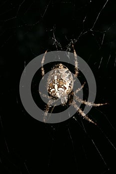 European garden spider (Araneus diadematus)