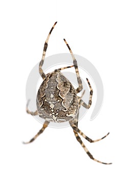 European garden spider, Araneus diadematus