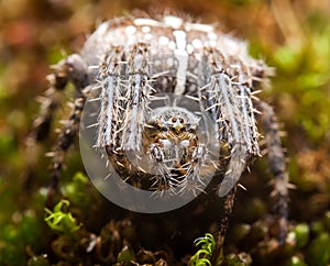 European Garden Spider, Araneus Diadematus