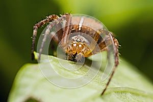 European Garden Spider, Araneus Diadematus