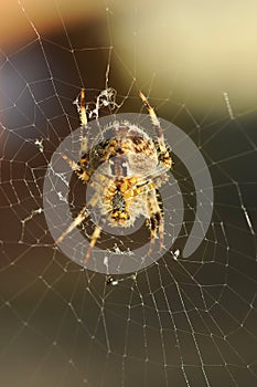 European Garden spider Araneus Diadematus