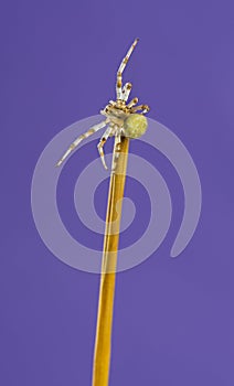 European garden spider, Araneus diadematus, on a blade of grass