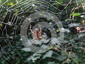 European garden spider (Araneus diadematus) from bottom side on web