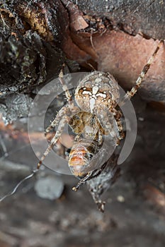 European garden spider, Araneus diadematus feeding on insect