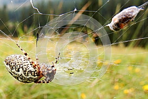 European garden spider (araneus diadematus) with fly bound in spiderweb.