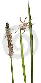 European garden spider, Araneus diadematus, on grass stems