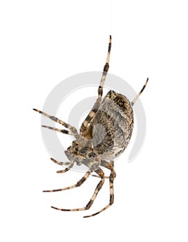 European garden spider, Araneus diadematus, hanging on silk string against white background