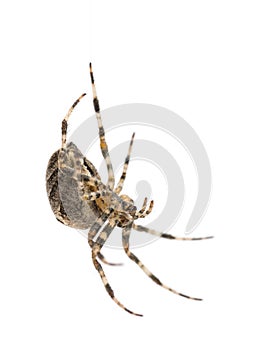 European garden spider, Araneus diadematus, hanging on silk string against white background