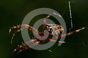 The European garden spider, Araneus diadematus