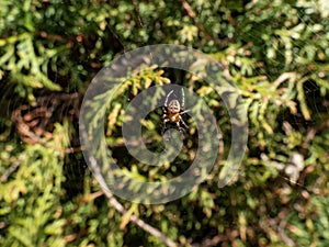 European garden spider (Araneus diadematus) showing the white markings across the dorsal abdomen hanging in the