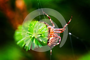 European garden spider called cross spider. Araneus diadematus species