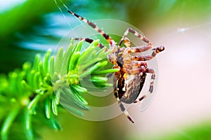 European garden spider called cross spider. Araneus diadematus species