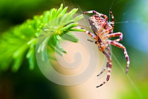 European garden spider called cross spider. Araneus diadematus species