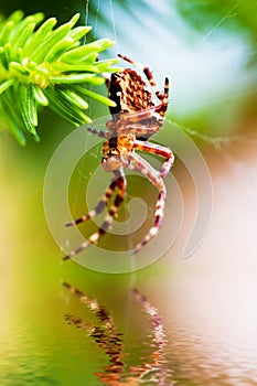 European garden spider called cross spider. Araneus diadematus species