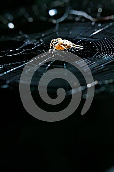 European garden spider on cobweb