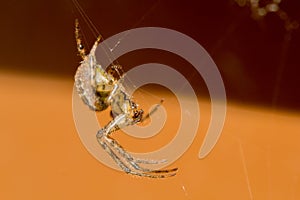 European Garden Spider or Cross Orb-Weaver