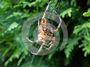 European garden spider, cross orb-weaver (Araneus diadematus) showing the white markings across the dorsal abdomen