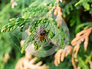 European garden spider, cross orb-weaver Araneus diadematus showing the white markings across the dorsal abdomen hanging in the