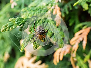 European garden spider, cross orb-weaver Araneus diadematus showing the white markings across the dorsal abdomen hanging in the