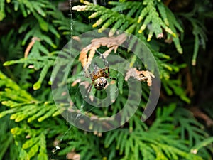 European garden spider, cross orb-weaver Araneus diadematus showing the white markings across the dorsal abdomen hanging in the