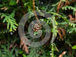 European garden spider, cross orb-weaver Araneus diadematus showing the white markings across the dorsal abdomen hanging in the