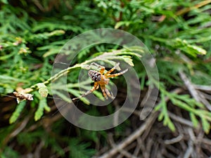 European garden spider, cross orb-weaver Araneus diadematus showing the white markings across the dorsal abdomen hanging in the