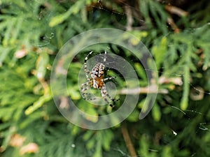 European garden spider, cross orb-weaver Araneus diadematus showing the white markings across the dorsal abdomen hanging in the