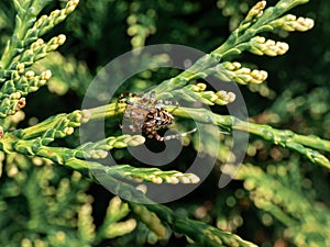 European garden spider, cross orb-weaver Araneus diadematus showing the white markings across the dorsal abdomen hanging in the