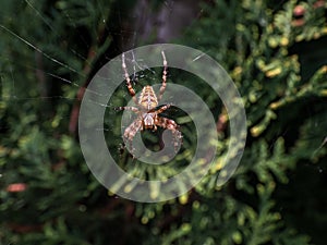 European garden spider, cross orb-weaver Araneus diadematus showing the white markings across the dorsal abdomen hanging in the