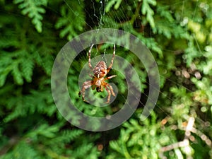 European garden spider, cross orb-weaver Araneus diadematus showing the white markings across the dorsal abdomen hanging in the