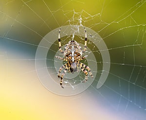 European Garden Spider or Cross Orb-Weaver Eating a Captured Fly