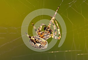 European Garden Spider or Cross Orb-Weaver Eating a Captured Fly