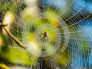 European garden spider, cross orb-weaver hanging in the web in air covered with water drops in early morning