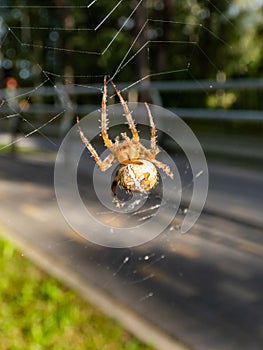 European garden spider, cross orb-weaver hanging in the web in air with forest and blue sky background