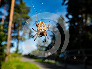 European garden spider, cross orb-weaver hanging in the web in air with forest and blue sky background