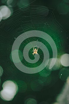 European garden spider cross spider, Araneus diadematus sitting in a spider web, Close up macro shot